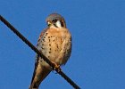 AmKestrel-0077.jpg
