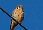 AmKestrel-0078.jpg