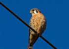 AmKestrel-0079.jpg