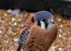 Kestrel-0003.jpg