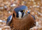 Kestrel-0004.jpg