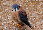 Kestrel-0005.jpg