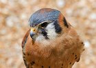 Kestrel-0006.jpg