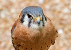 Kestrel-0007.jpg