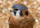 Kestrel-0008.jpg