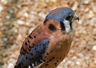 Kestrel-0009.jpg
