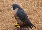 Peregrine-0001.jpg