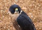 Peregrine-0002.jpg