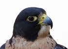Peregrine-0003.jpg