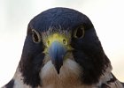 Peregrine-0004.jpg