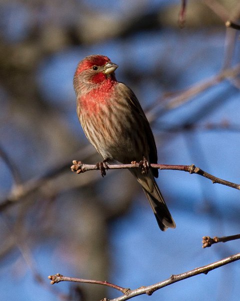 HouseFinch-0046
