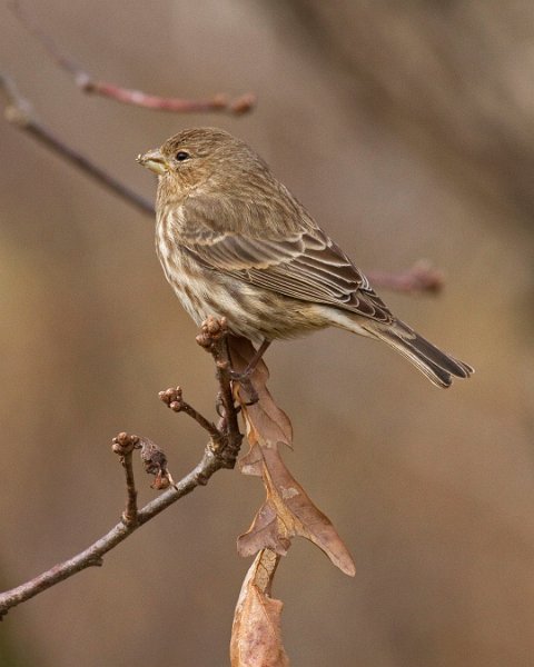 Housefinch-0036