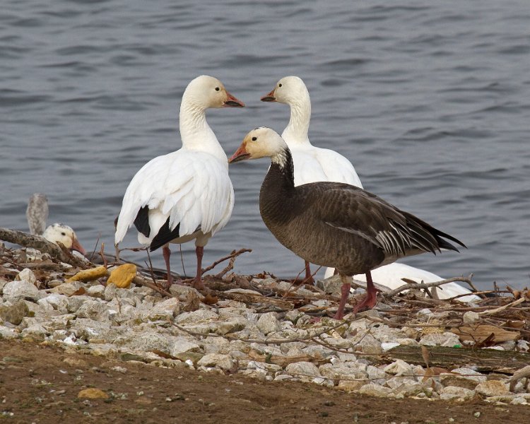 SnowGoose-0009