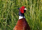 Pheasant-0022.jpg