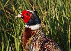 Pheasant-0026.jpg
