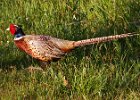 Pheasant-0028.jpg