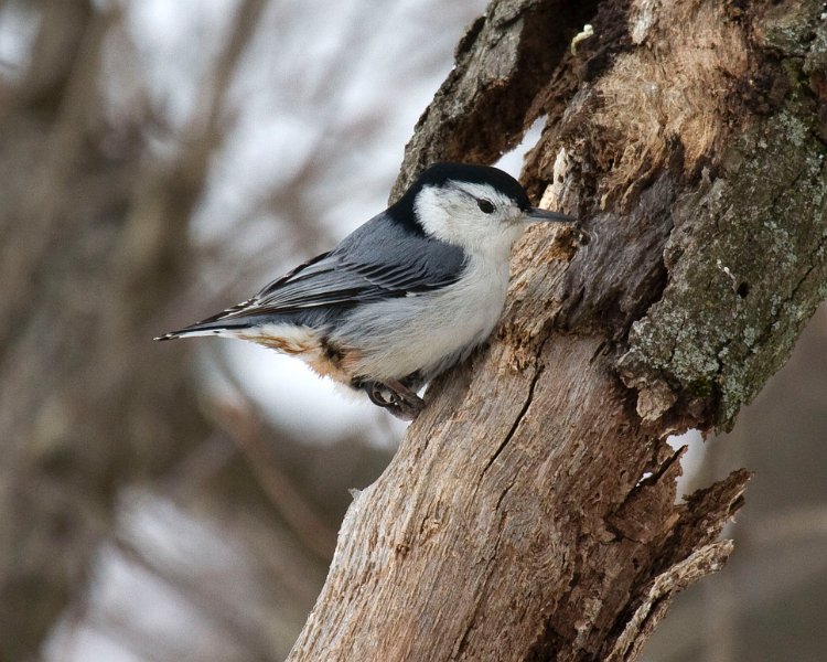 WBNuthatch-0074