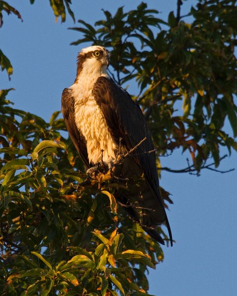 Osprey-0069