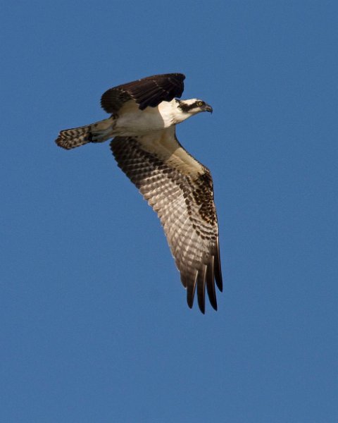 Osprey-0101