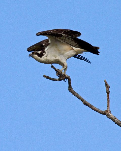 Osprey-0115
