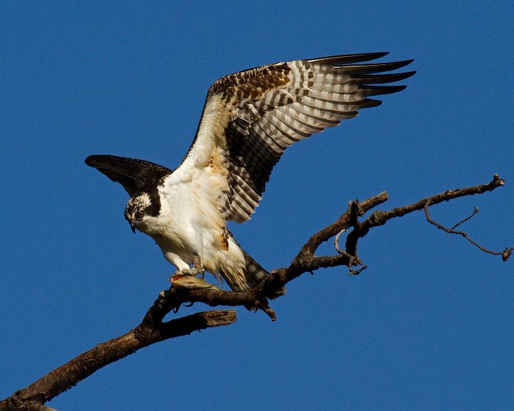 Osprey-0185