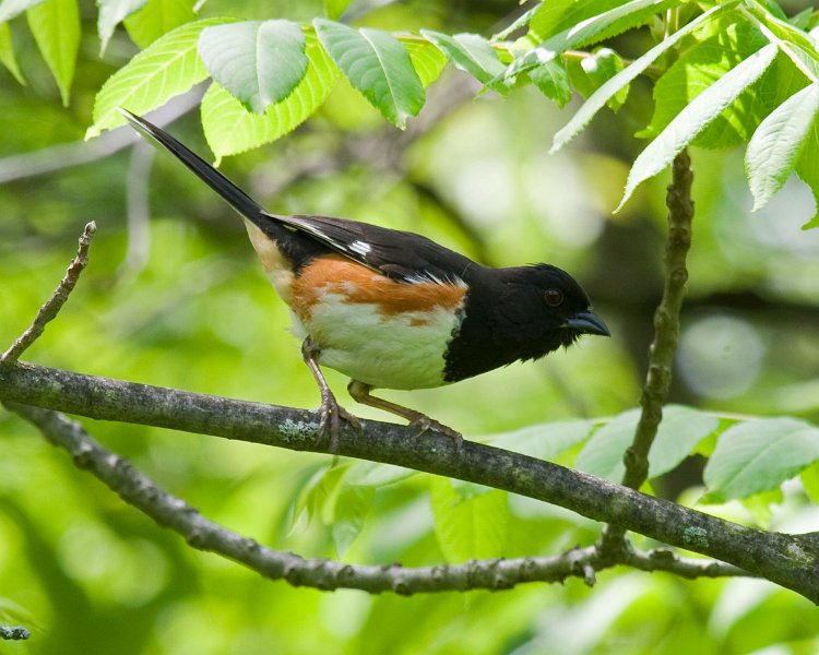 Towhee-0005