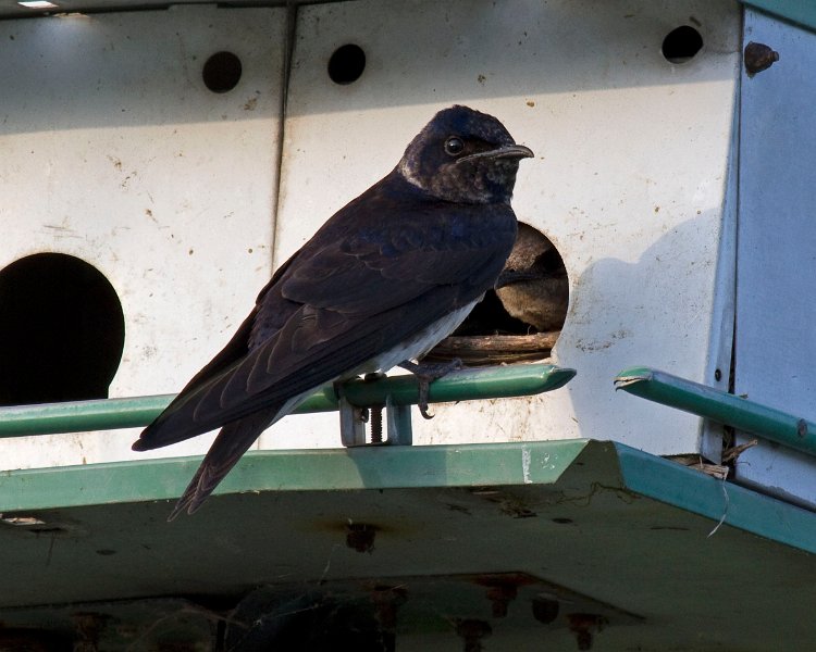 Swallow-084