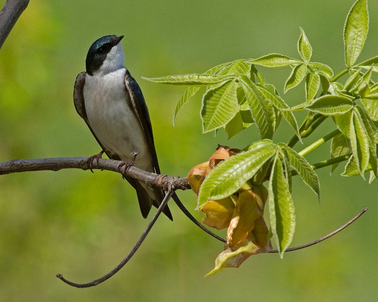 TreeSwallow-0049