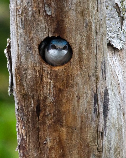 TreeSwallow-0062