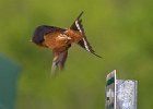 BarnSwallow-0024.jpg