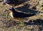 BarnSwallow-0034.jpg