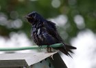 PurpleMartin-0007.jpg