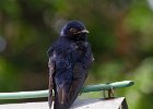 PurpleMartin-0008.jpg