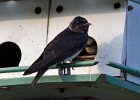 PurpleMartin-0010.jpg