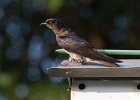 PurpleMartin-0013.jpg