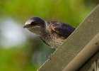 PurpleMartin-0017.jpg