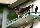 PurpleMartin-0020.jpg