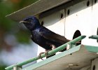 PurpleMartin-0024.jpg