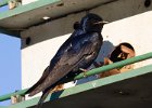 PurpleMartin-0026.jpg