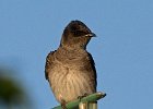 PurpleMartin-0028.jpg