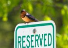 Swallow-055.jpg