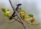 TreeSwallow-0046.jpg
