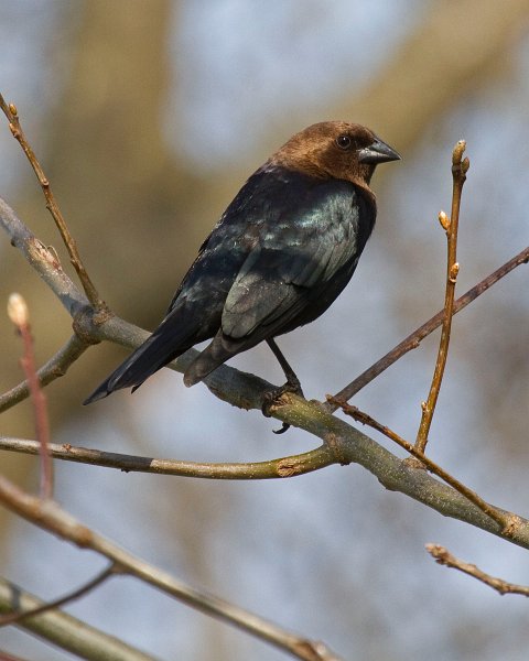 BHCowbird-0006