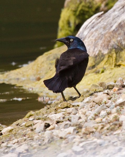 ComGrackle-0005