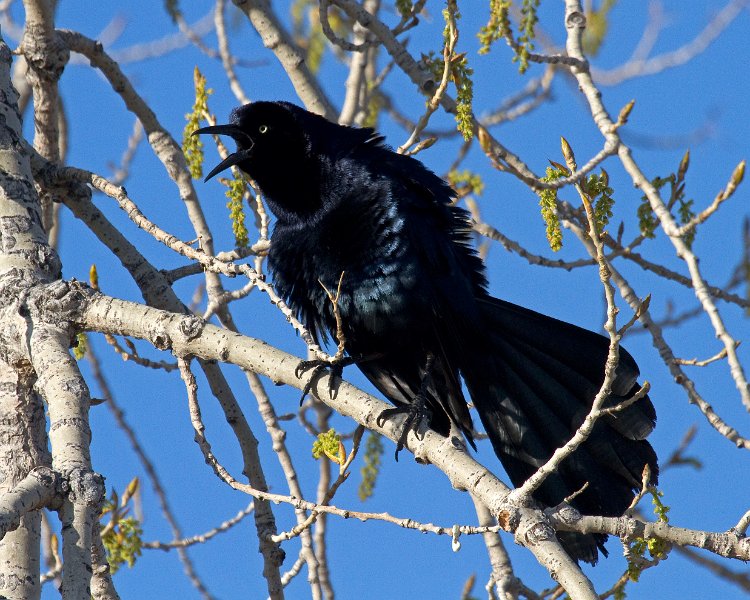 GTGrackle-0001