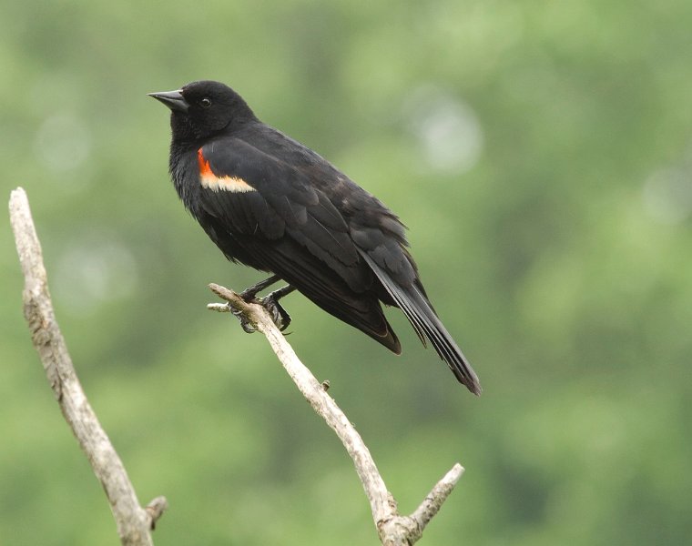 RWBlackbird-0024