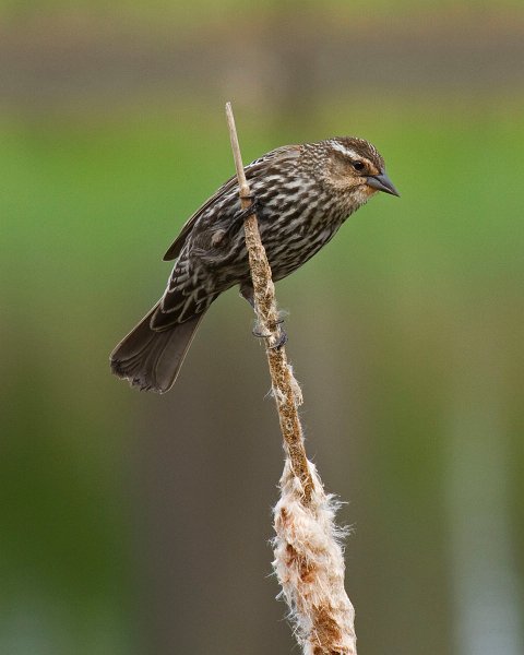 RWBlackbird-0039