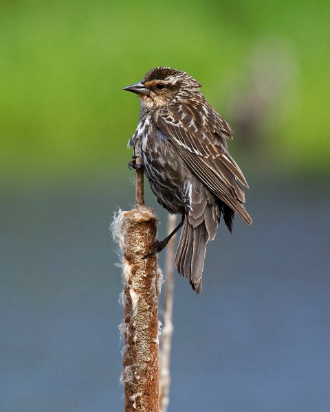 RWBlackbird-0041