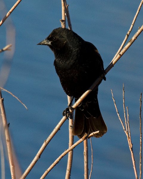RWBlackbird-0046