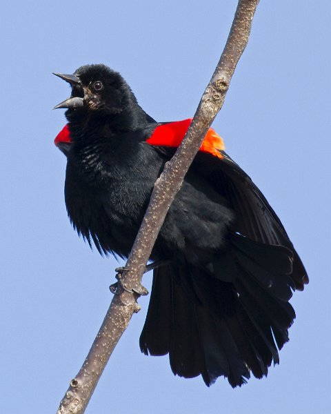 RWBlackbird-0049